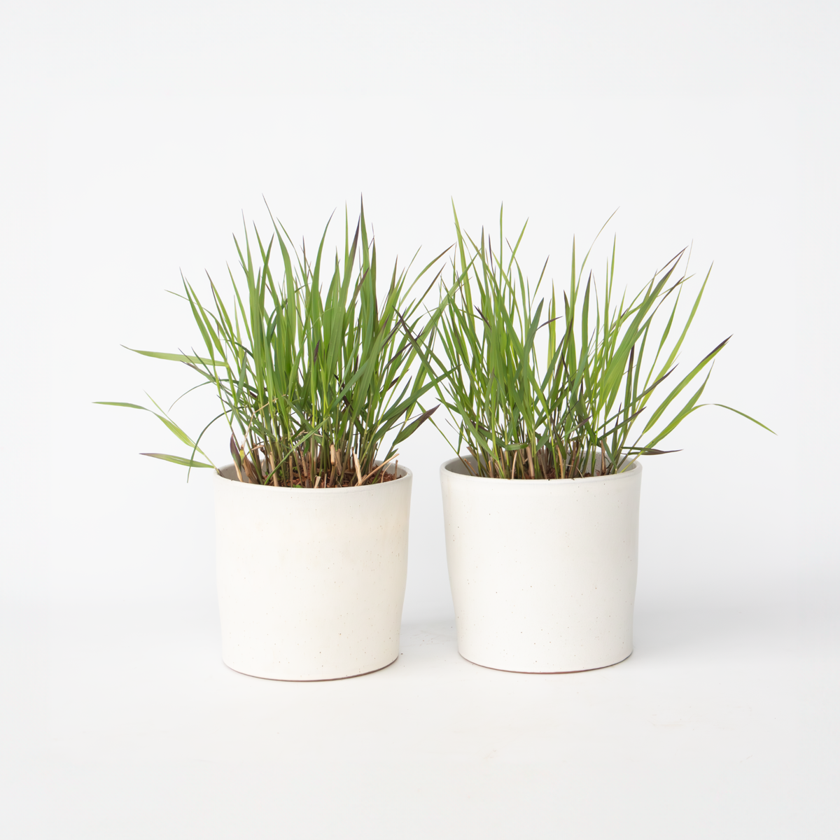 Panicum virgatum 'Squaw' - 2 stuks - Siergras
