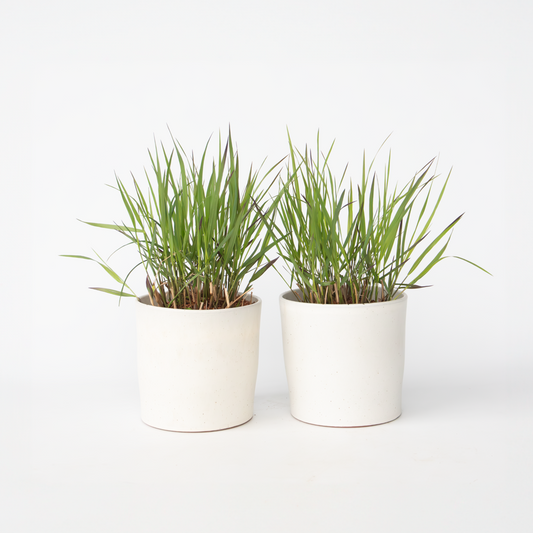 Panicum virgatum 'Squaw' - 2 stuks - Siergras