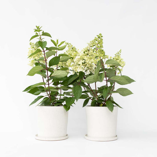Hydrangea 'Candlelight' - 2 stuks - Hortensia