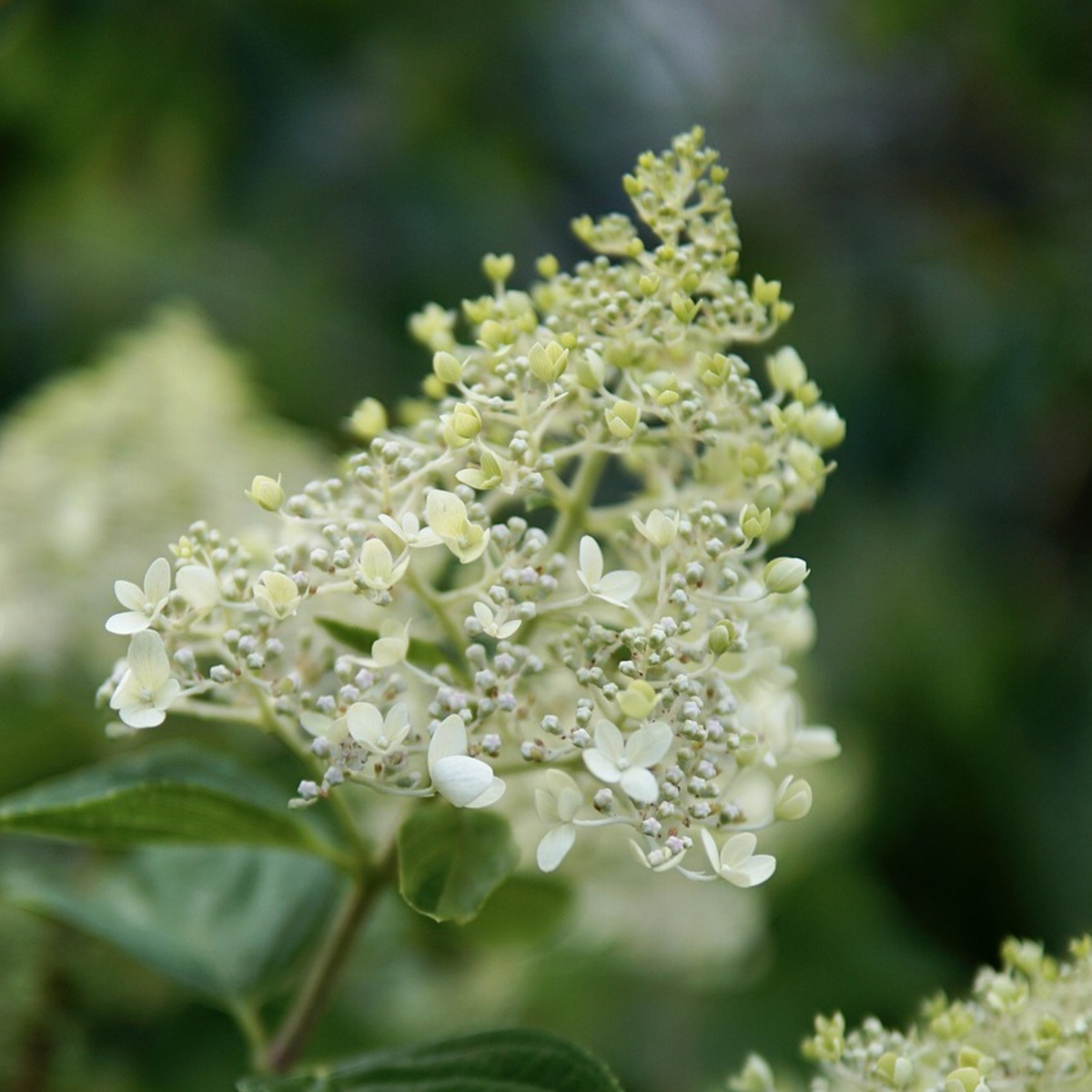 Hydrangea 'Bobo' - Pluimhortensia