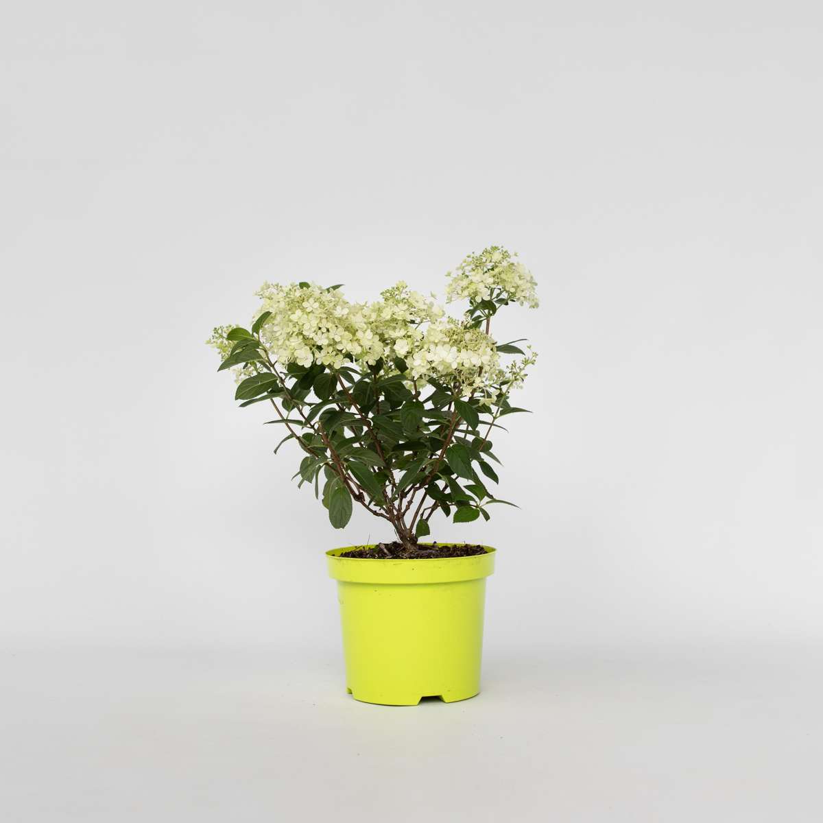 Hydrangea 'Bobo' - Pluimhortensia