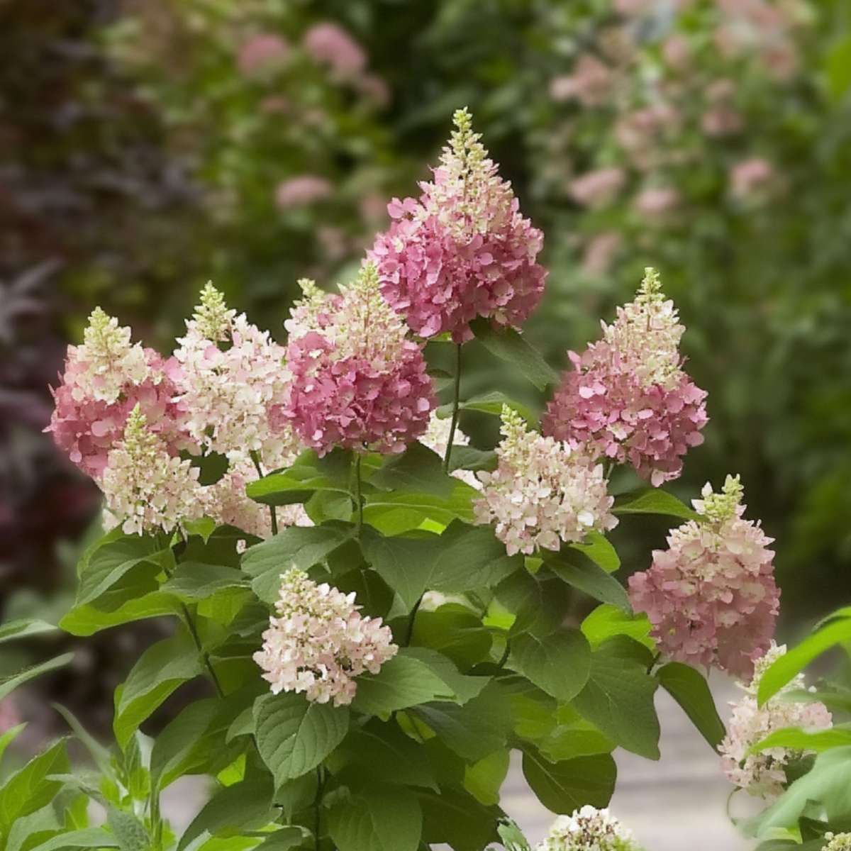 Hydrangea 'Pinky Winky' - Pluimhortensia