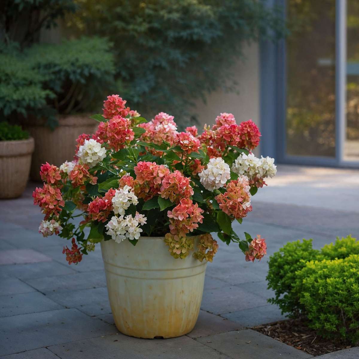 Hydrangea Wim's Red - Set van 2 - Hortensia