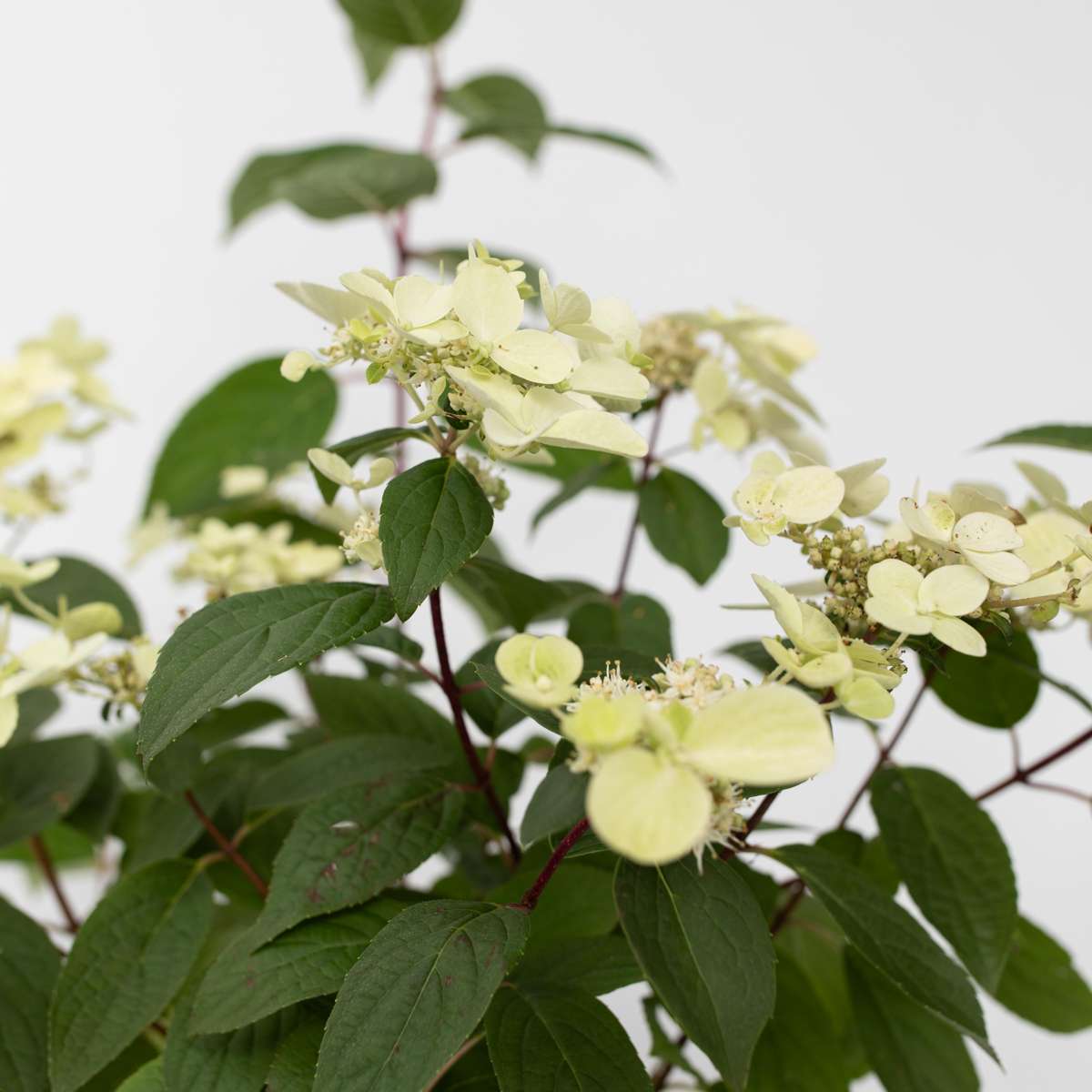 Hydrangea Wim's Red - Hortensia
