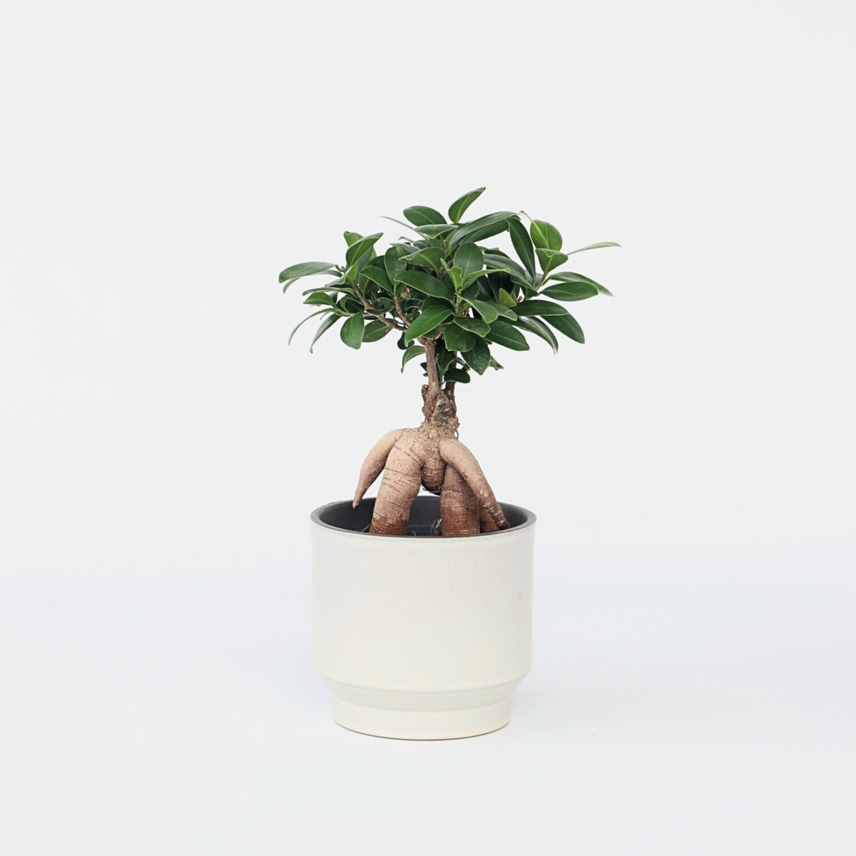 Ficus Ginseng - Japanse Bonsai
