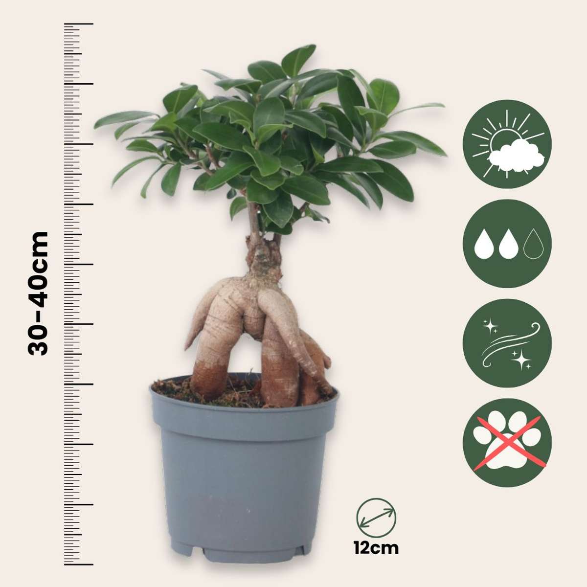 Ficus Ginseng - Japanse Bonsai
