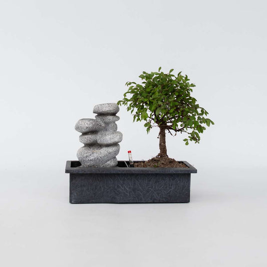 Bonsaiboom met watersysteem - Zenstenen