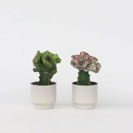 Euphorbia Lactea Cristata / Frankii - Mix van 2