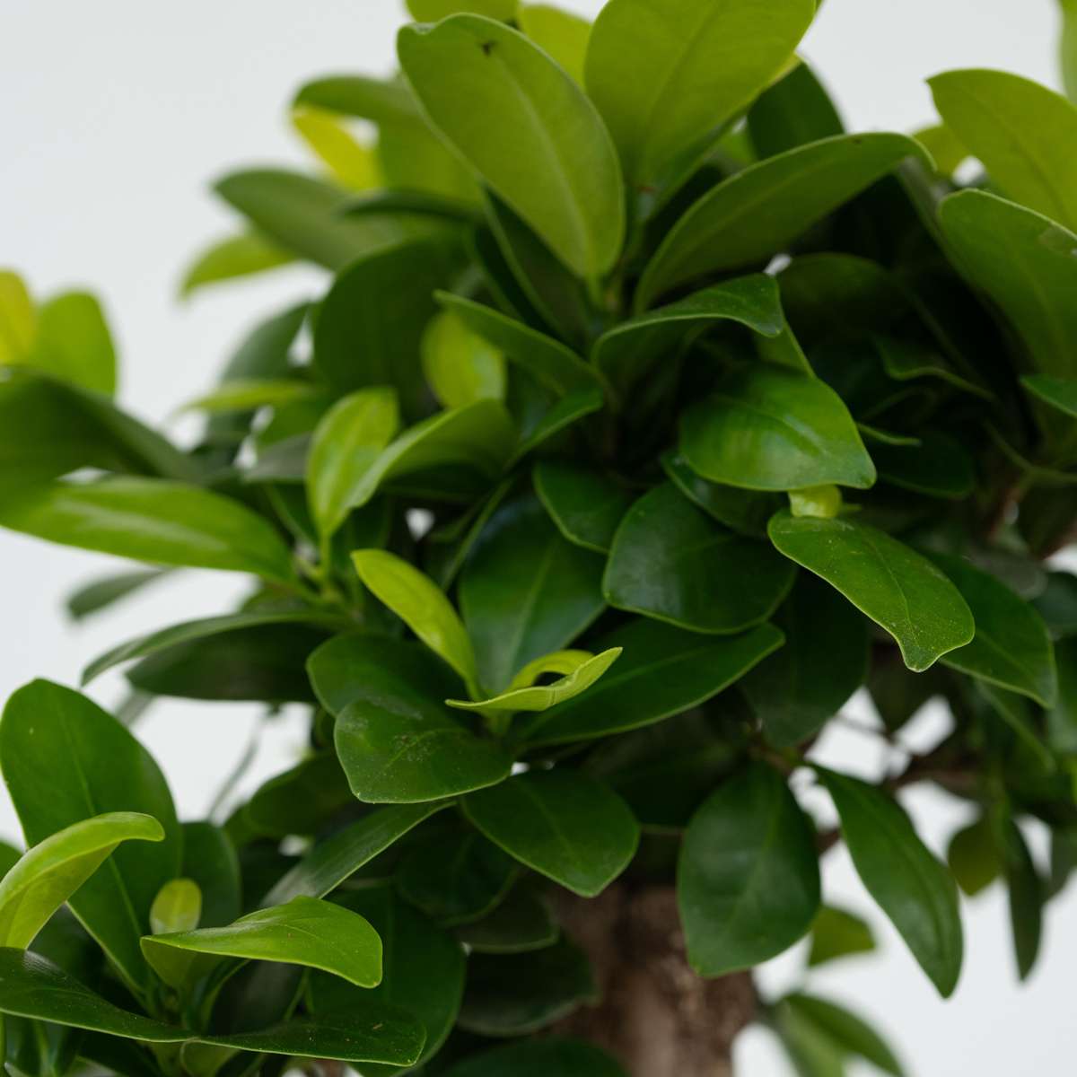 Ficus Ginseng - Japanse Bonsai - Set van 2