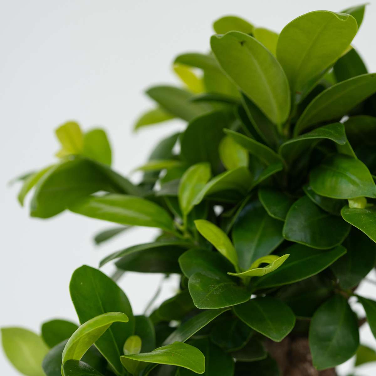 Ficus Ginseng - Japanse Bonsai - Set van 2