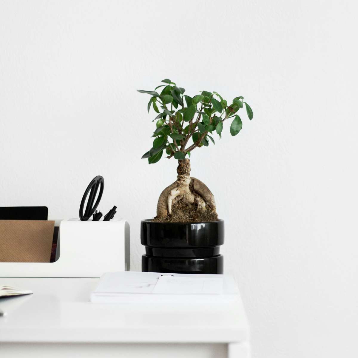 Ficus Ginseng - Japanse Bonsai - Set van 4