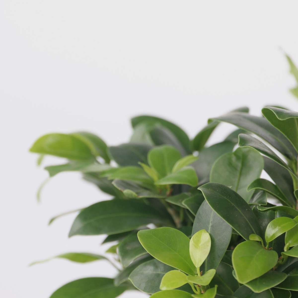 Ficus Ginseng - Japanse Bonsai - Set van 4