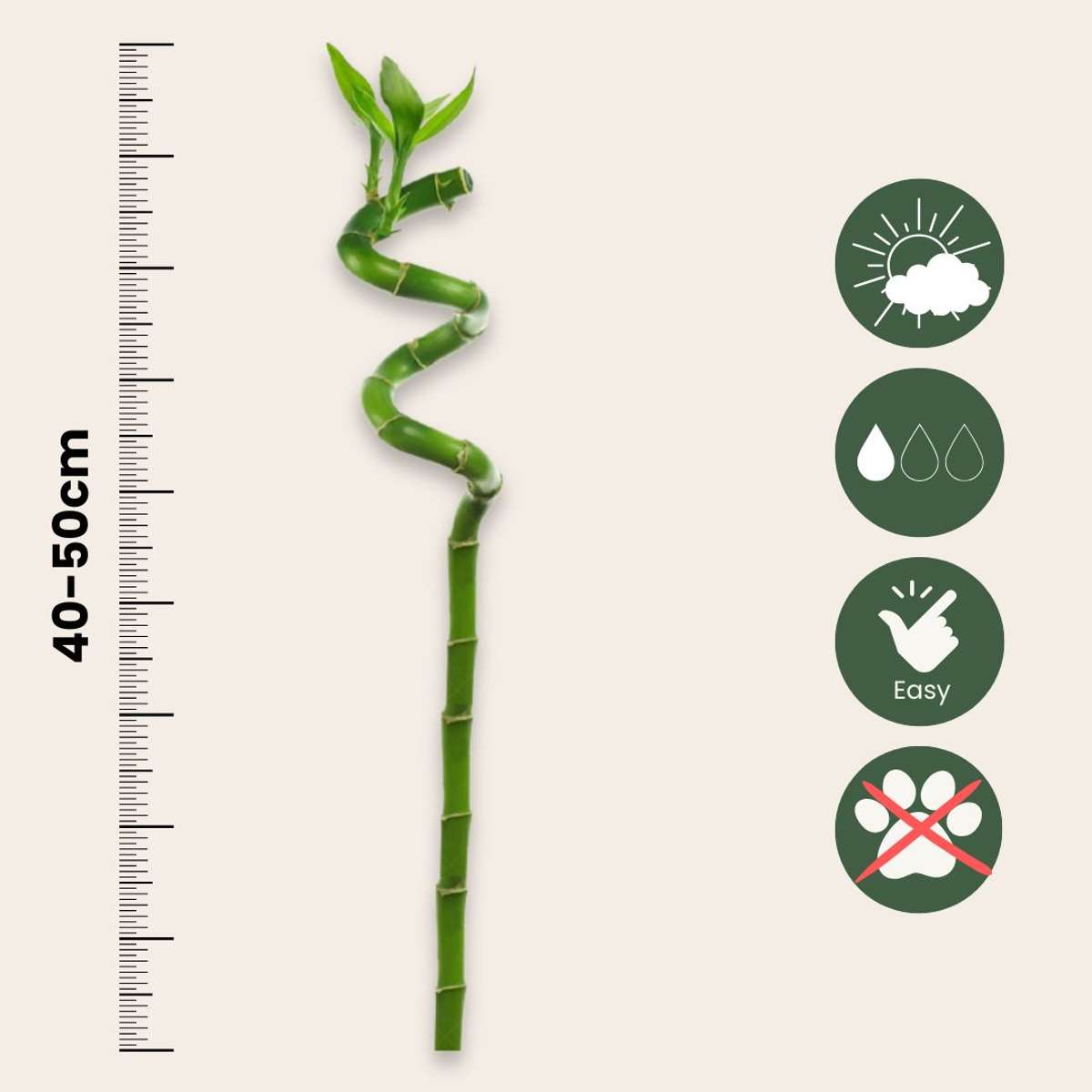 Dracaena sanderiana - Set van 12 - Geluksbamboe