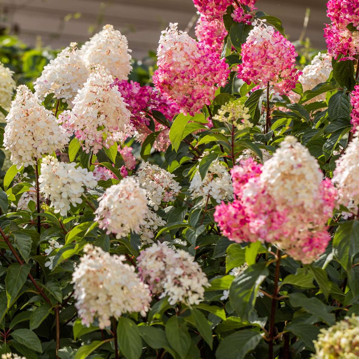 Hydrangea - Mix van 3 - Hortensia