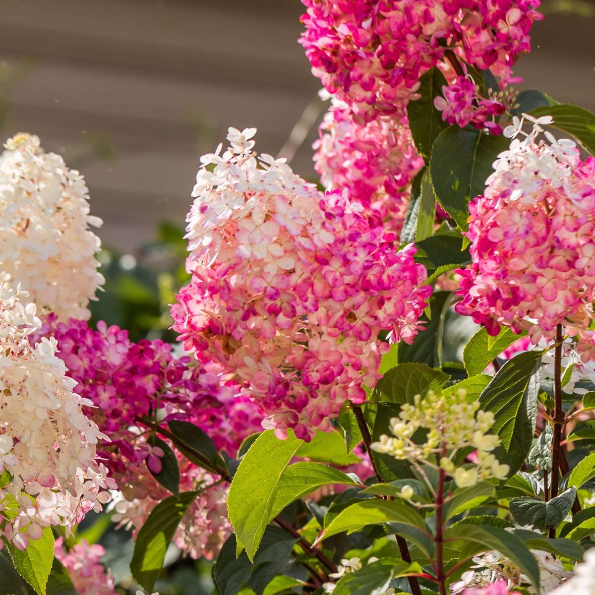 Hydrangea - Mix van 3 - Hortensia