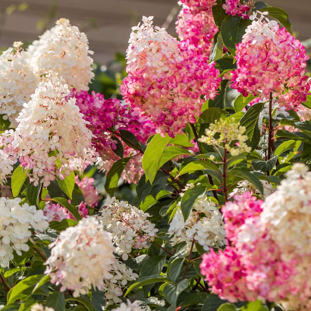 Hydrangea - Mix van 6 - Hortensia