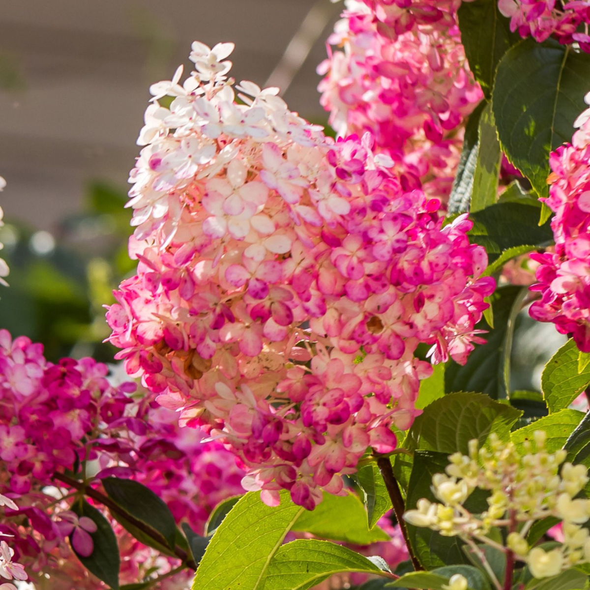 Hydrangea - Mix van 6 - Hortensia