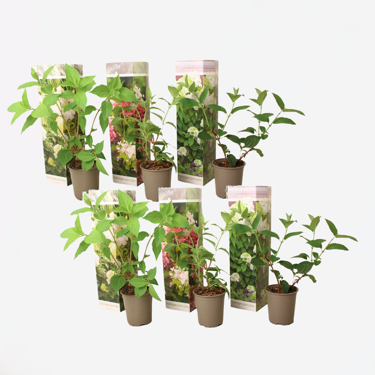 Hydrangea - Mix van 6 - Hortensia
