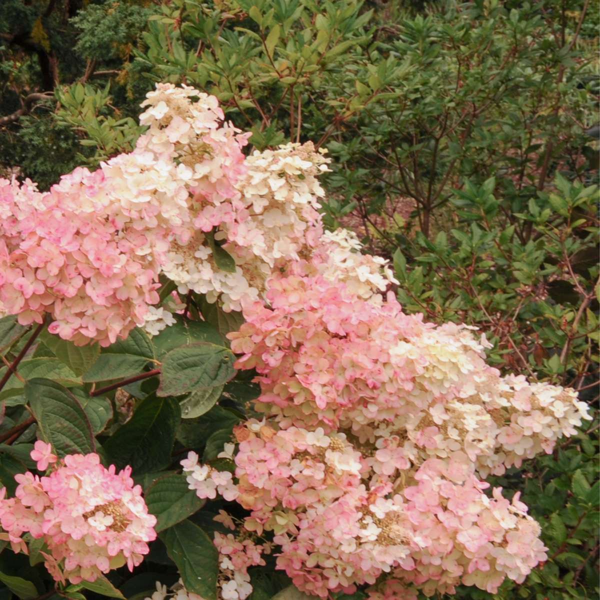 Hortensia 'Pink Lady' - Set van 3