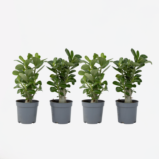 Adenium obesum - Set van 4 - Woestijnroos