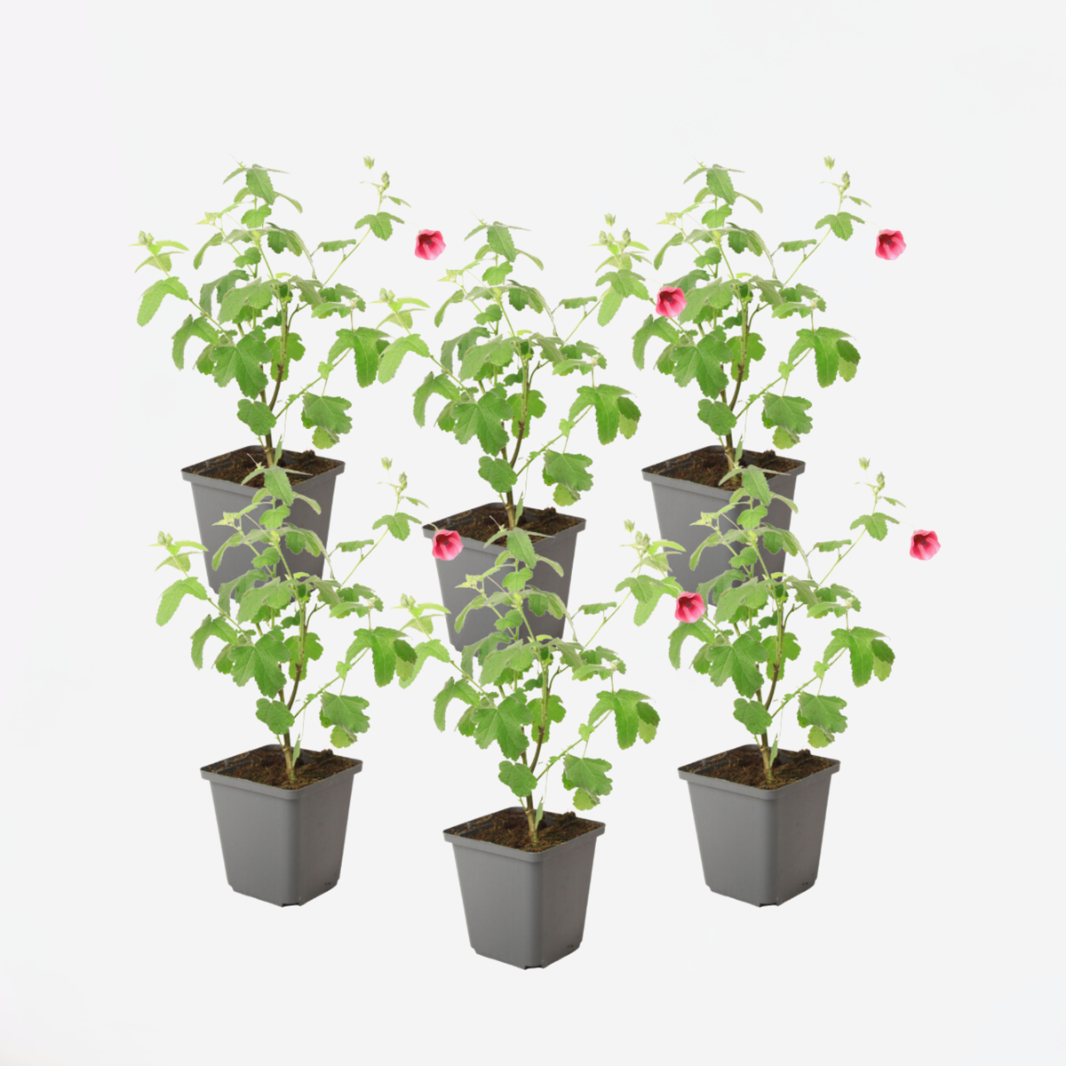 Anisodontea capensis - Kaasjeskruid - Set van 6 - Roze