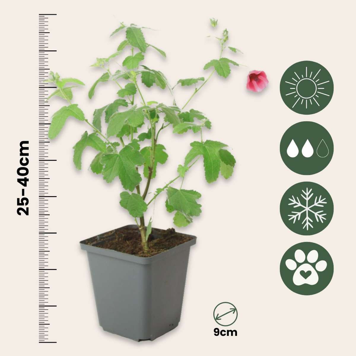 Anisodontea capensis - Kaasjeskruid - Set van 6 - Roze