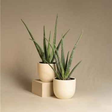 Aloë Vera - Set van 6 - Vetplant