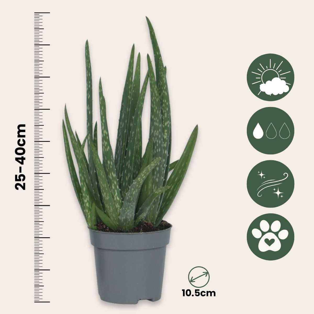 Aloë Vera - Set van 4 - Vetplant