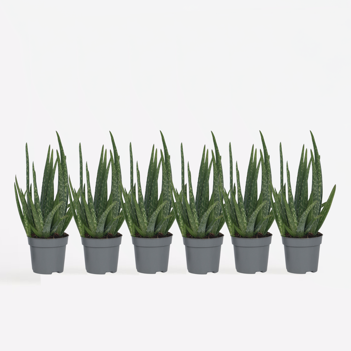 Aloë Vera - Set van 6 - Vetplant