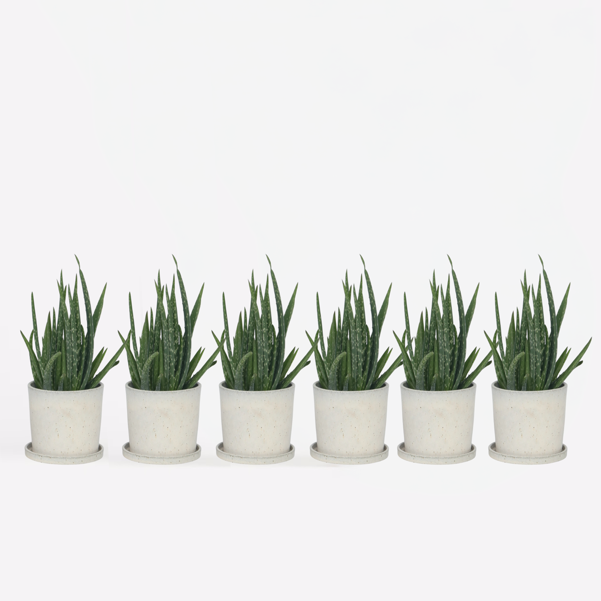 Aloë Vera - Set van 6 - Vetplant