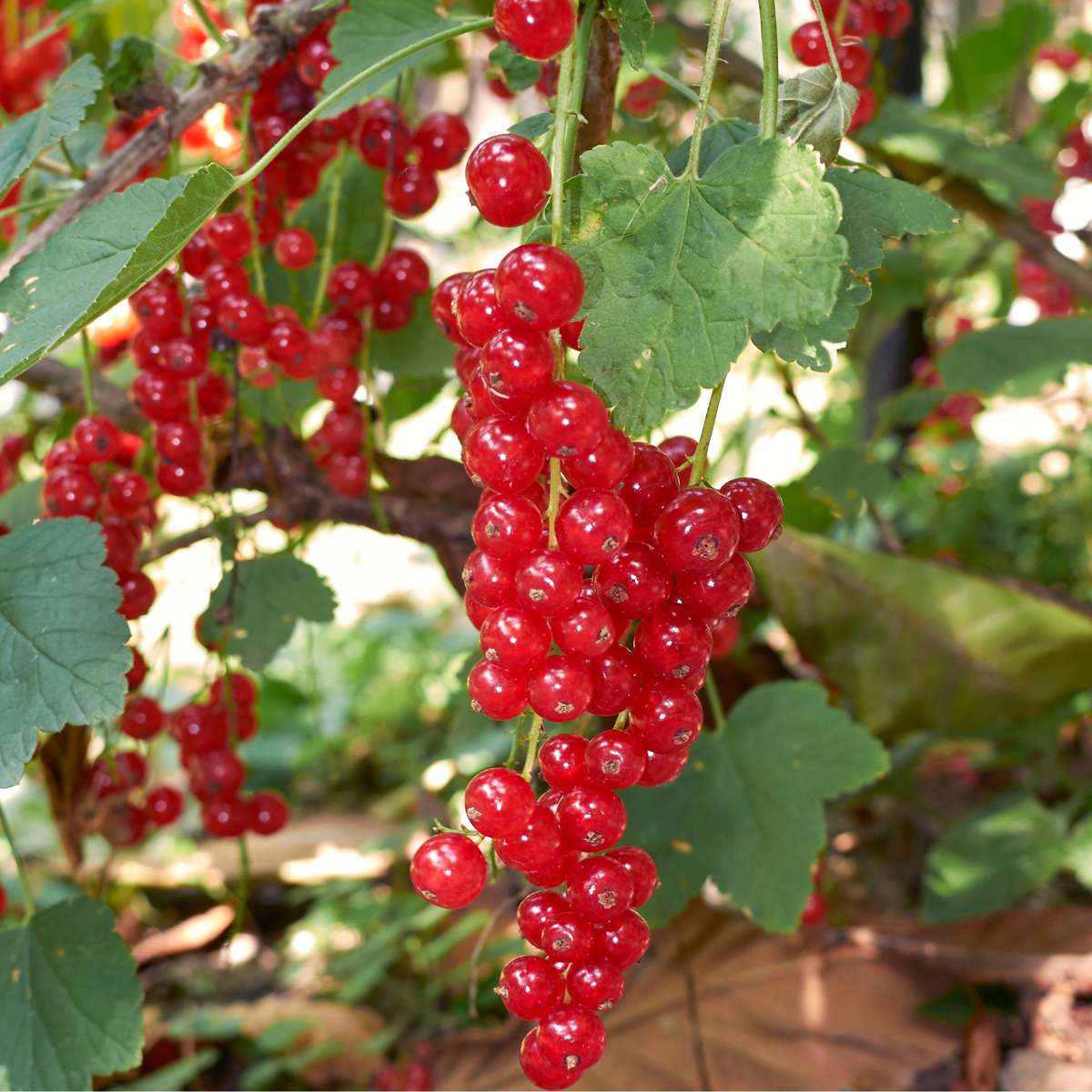 Bessenmix - Mix van 8 - Bessenplanten