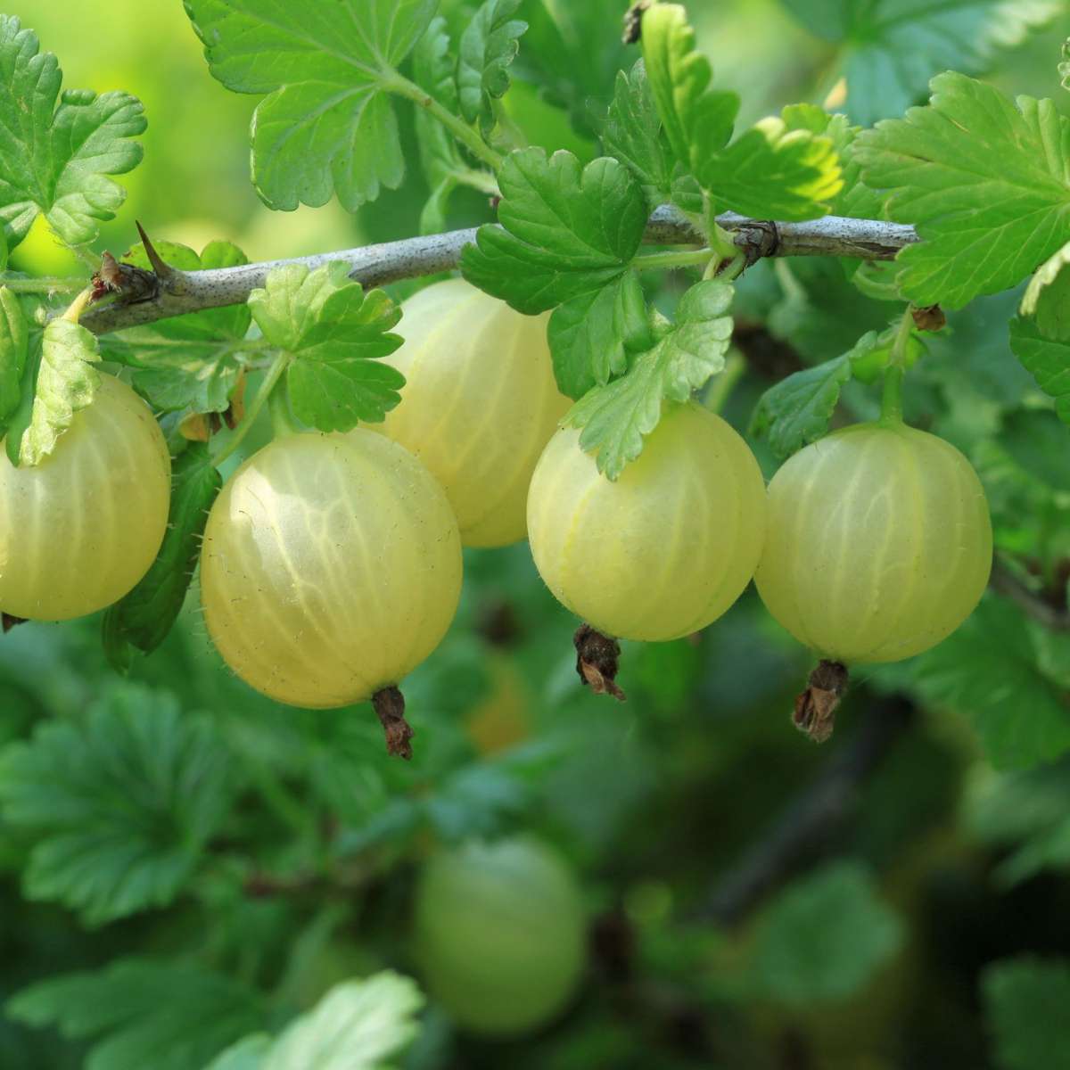 Bessenmix - Mix van 8 - Bessenplanten