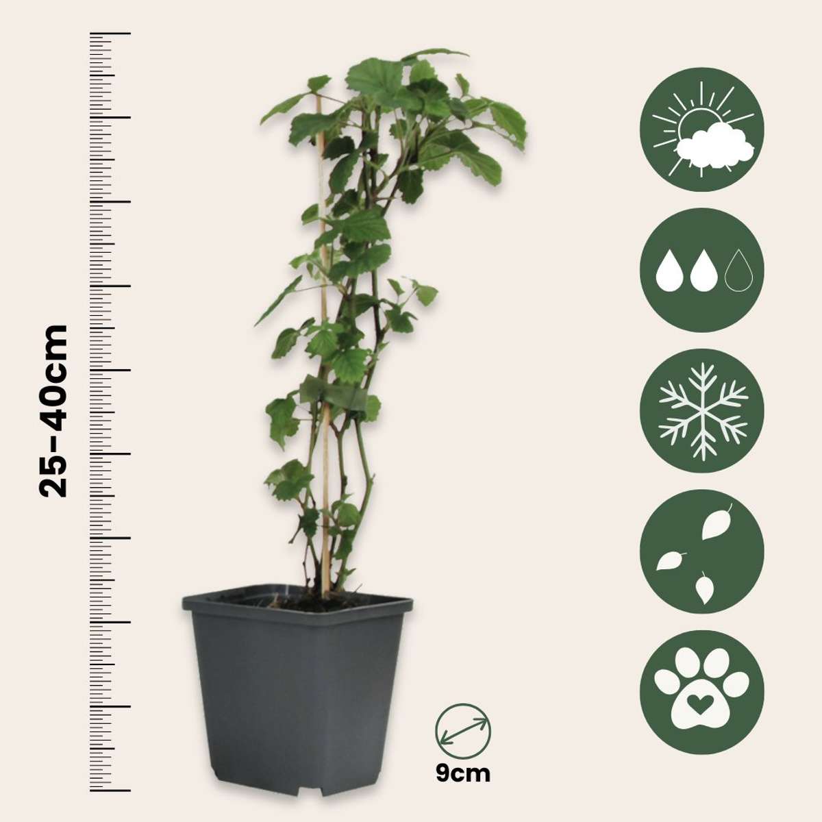 Bessenmix - Mix van 8 - Bessenplanten