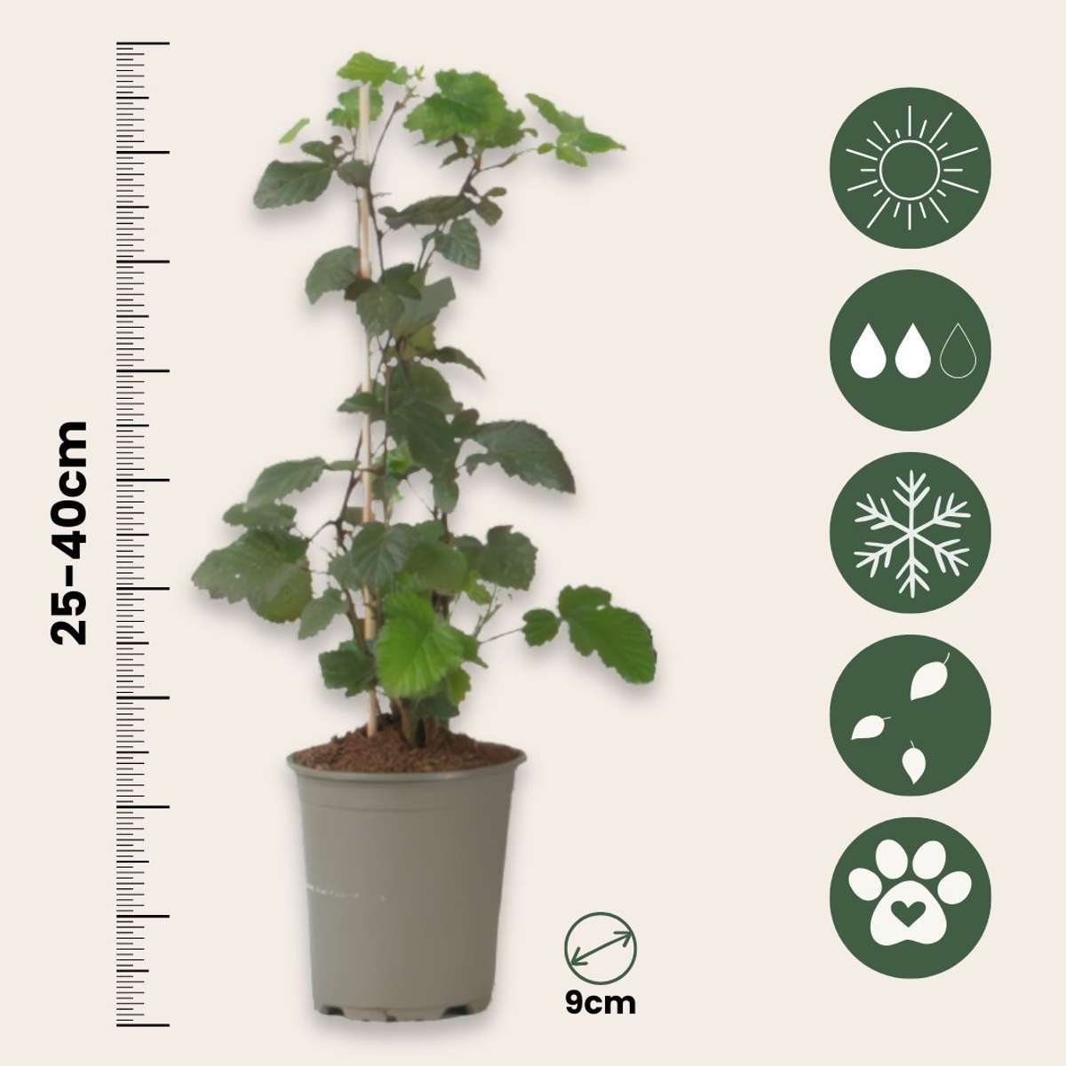 Rubus Thornless - 3 stuks - Bramenplant