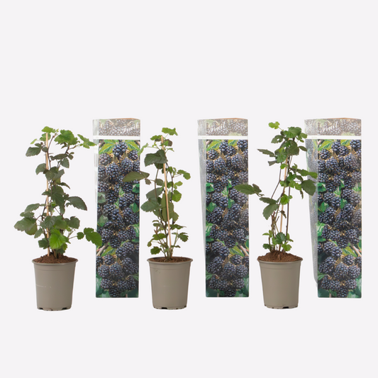 Rubus Thornless - 3 stuks - Bramenplant