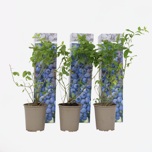 Blauwe bes - Set van 3 - Bessenplant