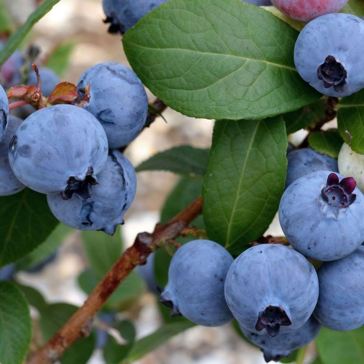 Blauwe bes - Set van 3 - Bessenplant