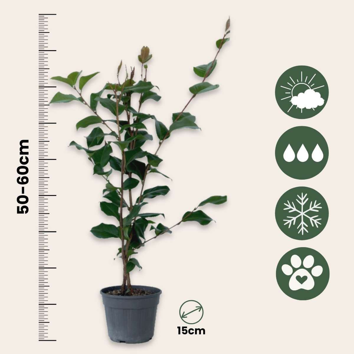 Camellia japonica 'Dr. King' - Japanse Roos