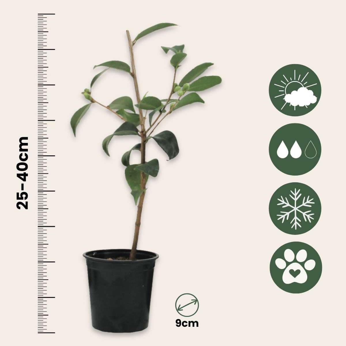 Camellia Japonica - Set van 3 - Wit - Japanse roos