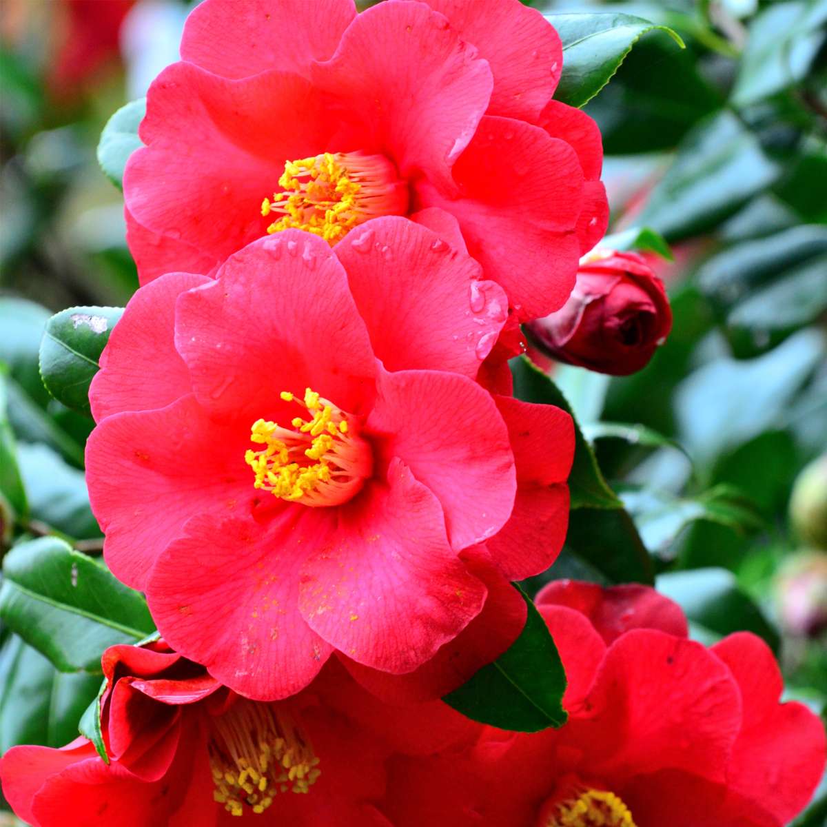 Camellia Japonica - Mix van 3 - Rozen - Rood, wit, roze