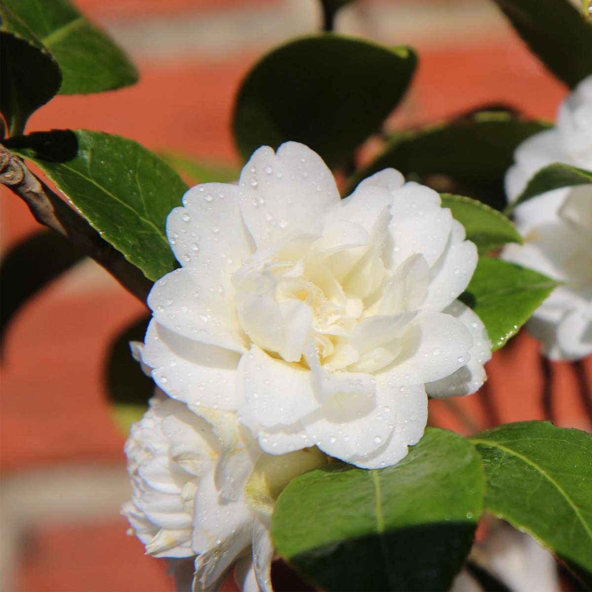 Camellia Japonica - Mix van 3 - Rozen - Rood, wit, roze