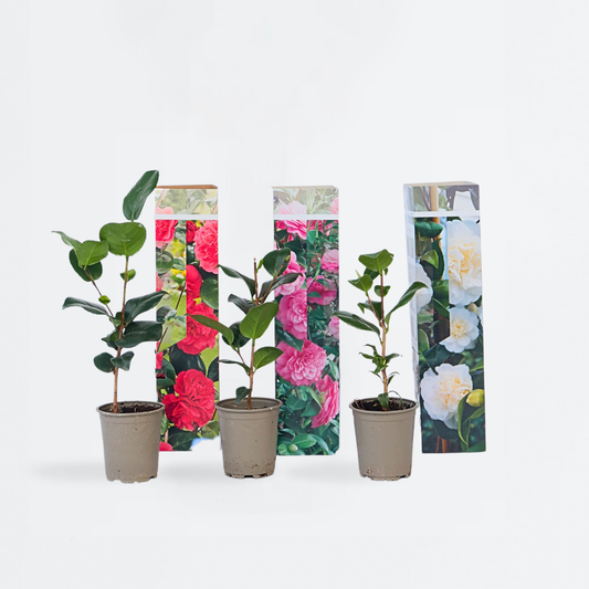 Camellia Japonica - Mix van 3 - Rozen - Rood, wit, roze