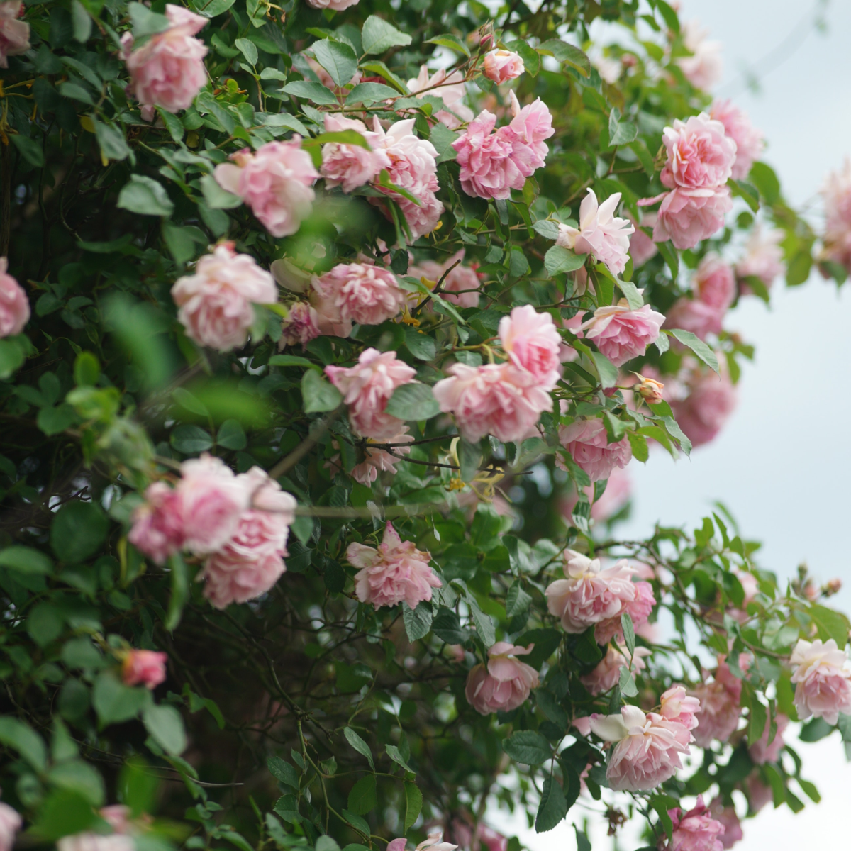 Camellia japonica 'Bonomiana' - Set van 2 - Japanse roos