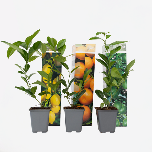 Citrus Mix - Set van 3 - Citroen, Limoen, Sinaasappel