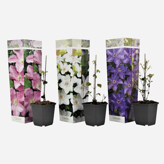 Clematis - Mix van 3