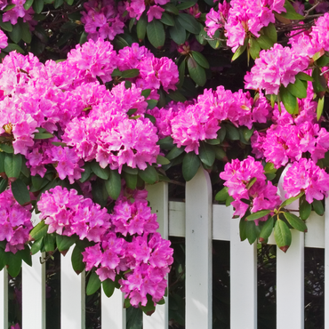 Rhododendron - Set van 3 - Roze