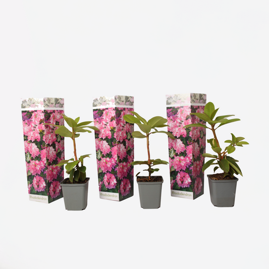Rhododendron - Set van 3 - Roze