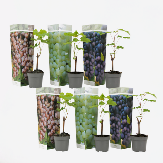 Druivenplanten - Mix van 6 - Vitis Vinifera