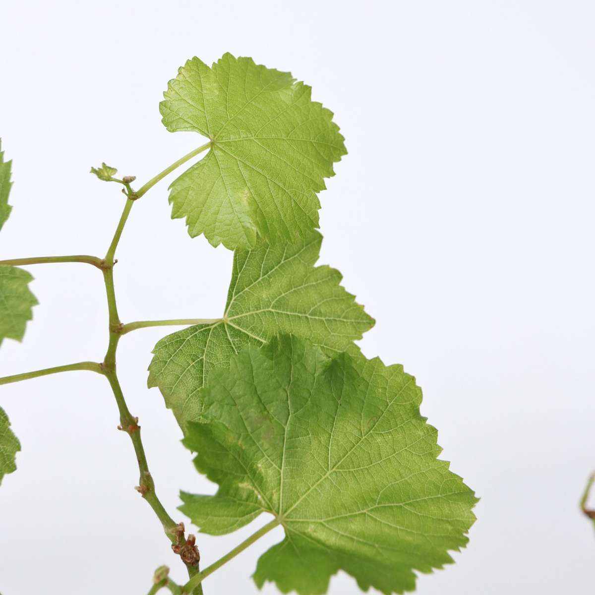 Druivenplanten - Set van 3 - Vitis Vinifera - Wit