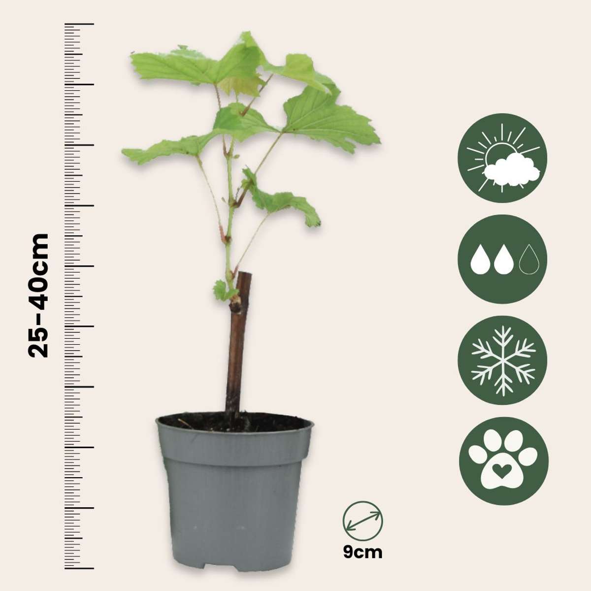 Druivenplanten - Set van 3 - Vitis Vinifera - Blauw